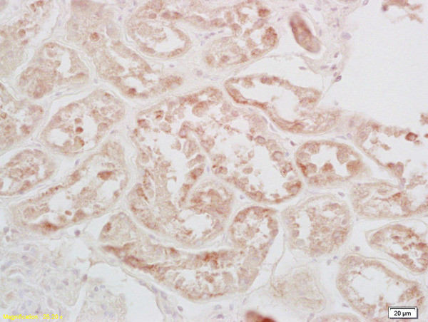 Phospho-CREB-1 (Ser133) Antibody in Immunohistochemistry (Paraffin) (IHC (P))