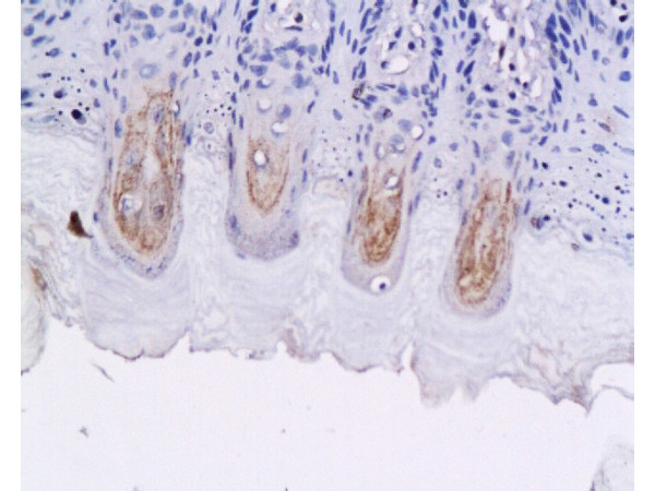 GLP-1 Antibody in Immunohistochemistry (Paraffin) (IHC (P))