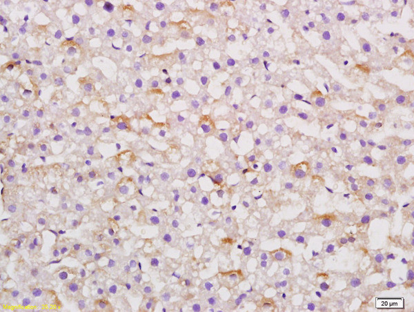 AGT Antibody in Immunohistochemistry (Paraffin) (IHC (P))