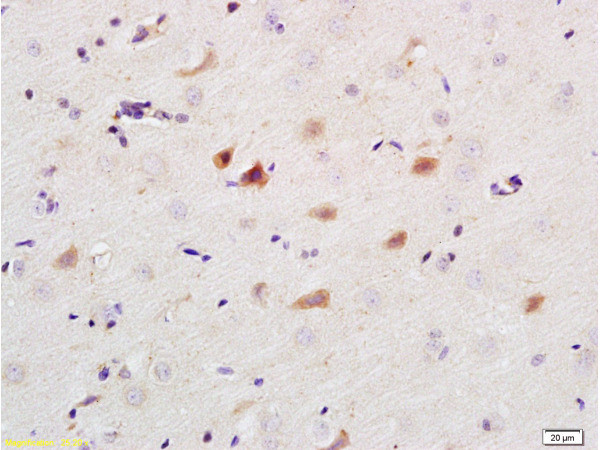 Caspase 9 Antibody in Immunohistochemistry (Paraffin) (IHC (P))