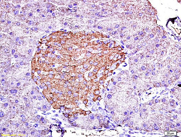 Insulin Antibody in Immunohistochemistry (Paraffin) (IHC (P))