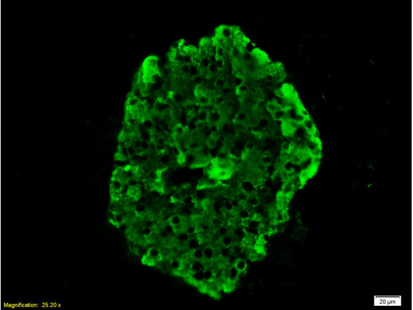 Insulin Antibody in Immunohistochemistry (Paraffin) (IHC (P))