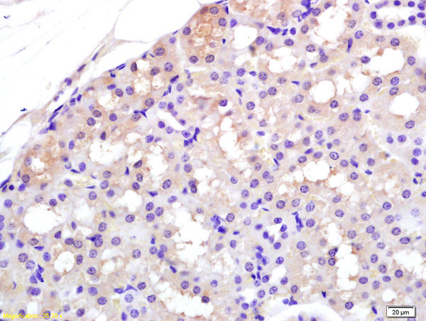 APAF1NT Antibody in Immunohistochemistry (Paraffin) (IHC (P))