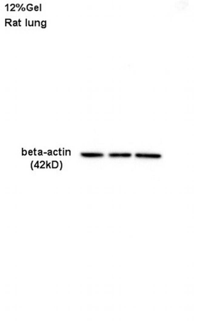 beta-Actin Antibody in Western Blot (WB)