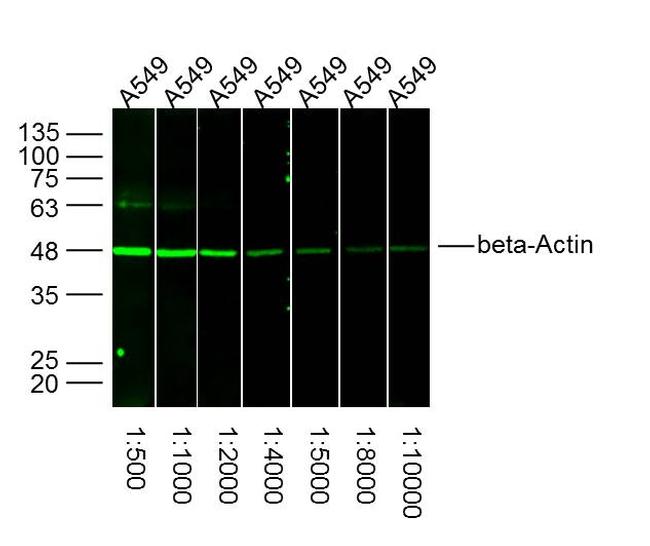 beta-Actin Antibody in Western Blot (WB)