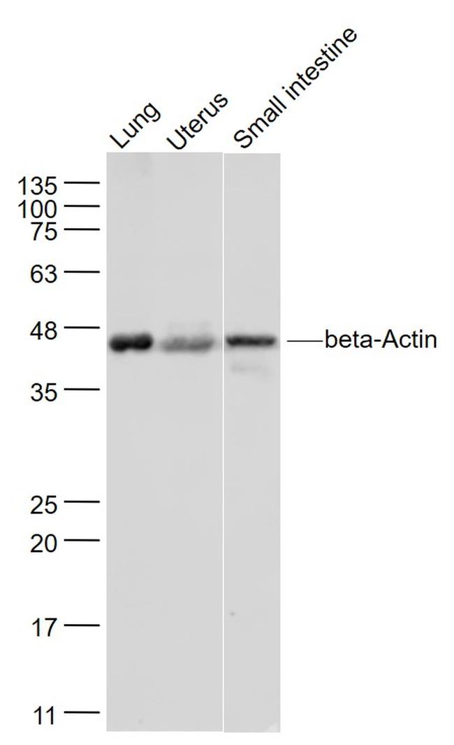 beta-Actin Antibody in Western Blot (WB)