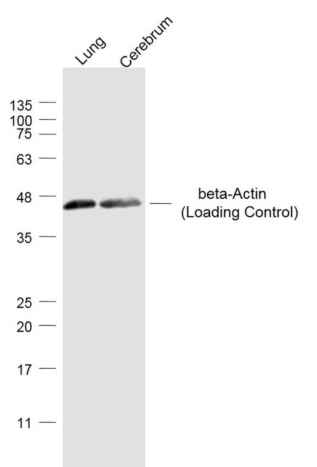 beta-Actin Antibody in Western Blot (WB)