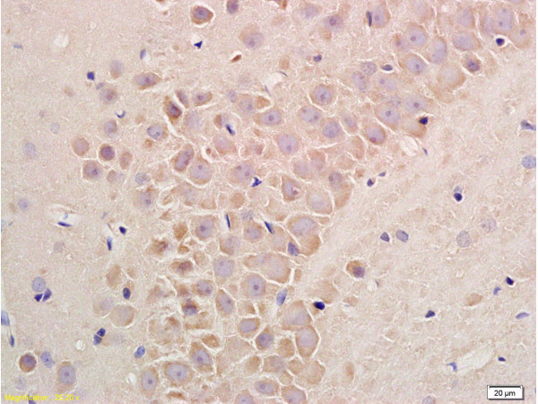 Substance P Antibody in Immunohistochemistry (Paraffin) (IHC (P))