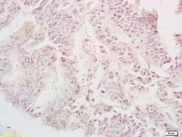 TGF alpha Antibody in Immunohistochemistry (Paraffin) (IHC (P))