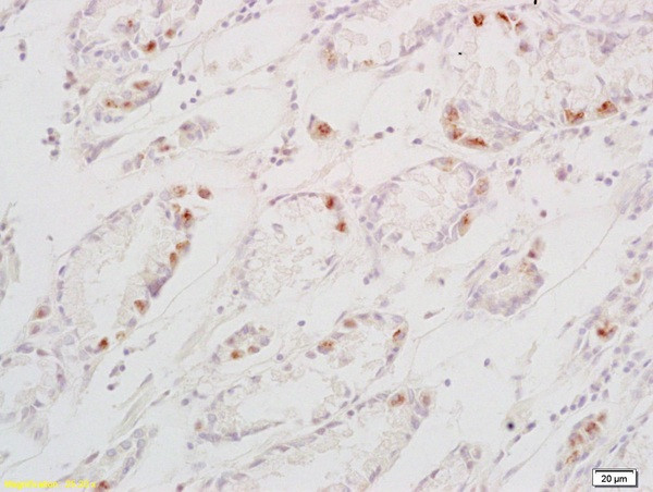 TGF alpha Antibody in Immunohistochemistry (Paraffin) (IHC (P))