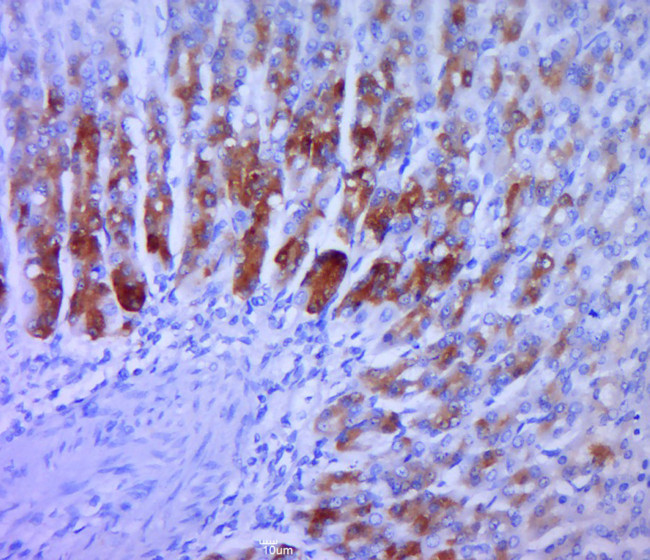 TGF alpha Antibody in Immunohistochemistry (Paraffin) (IHC (P))