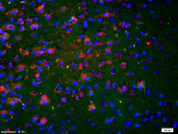 Neurokinin A Antibody in Immunohistochemistry (Paraffin) (IHC (P))