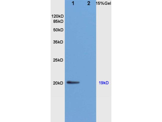 Nociceptin Antibody in Western Blot (WB)