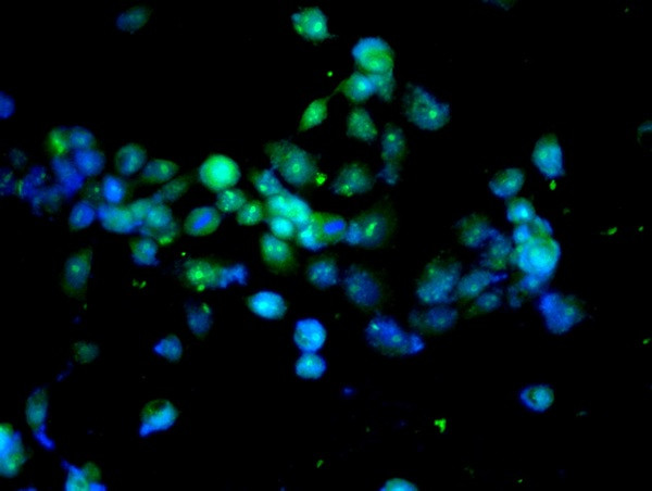 Caspase-3 Antibody in Immunocytochemistry (ICC/IF)