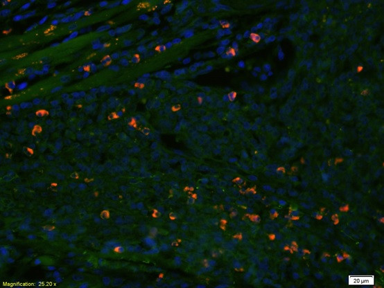 Caspase-3 Antibody in Immunocytochemistry (ICC/IF)