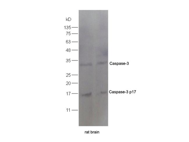 Caspase-3 Antibody in Western Blot (WB)