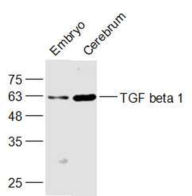 TGF beta 1 Antibody in Western Blot (WB)