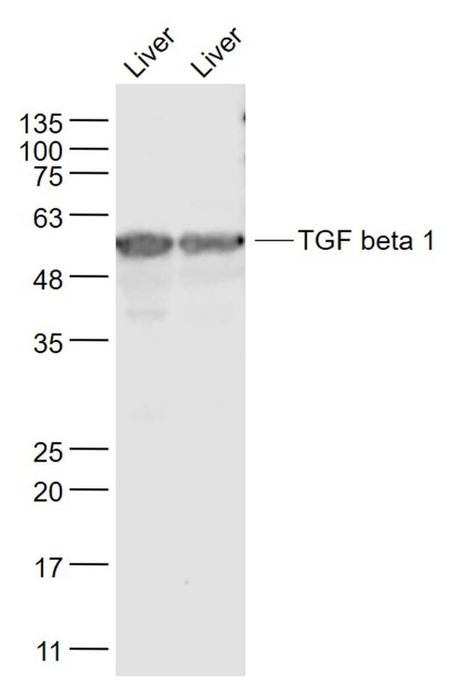 TGF beta 1 Antibody in Western Blot (WB)