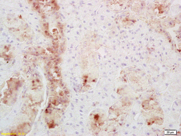 Secretin receptor Antibody in Immunohistochemistry (Paraffin) (IHC (P))