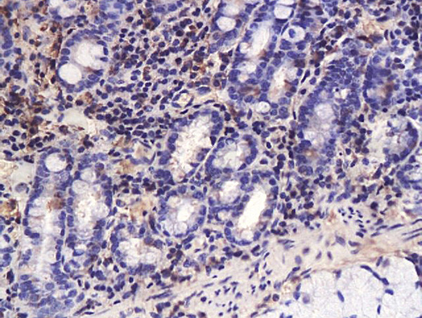 TGF beta 3 propeptide Antibody in Immunohistochemistry (Paraffin) (IHC (P))