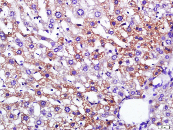 Leptin Antibody in Immunohistochemistry (Paraffin) (IHC (P))