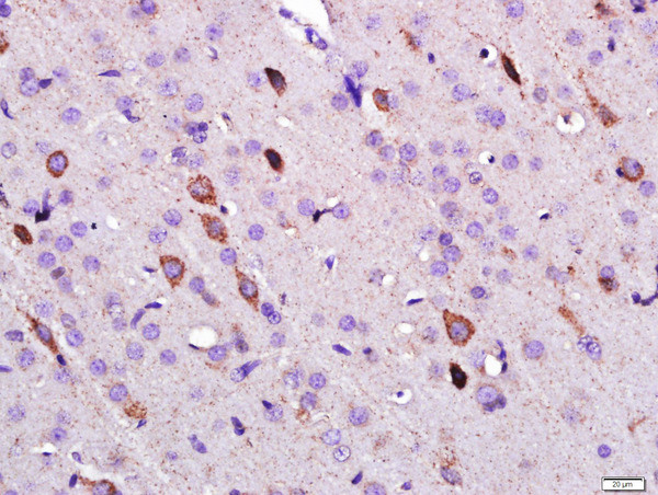 Leptin Antibody in Immunohistochemistry (Paraffin) (IHC (P))