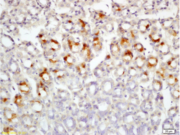 Leptin receptor (Isoform B) Antibody in Immunohistochemistry (Paraffin) (IHC (P))