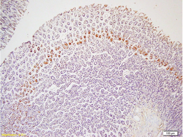 Leptin receptor (Isoform B) Antibody in Immunohistochemistry (Paraffin) (IHC (P))