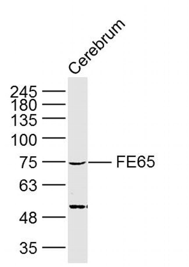 FE65 Antibody in Western Blot (WB)