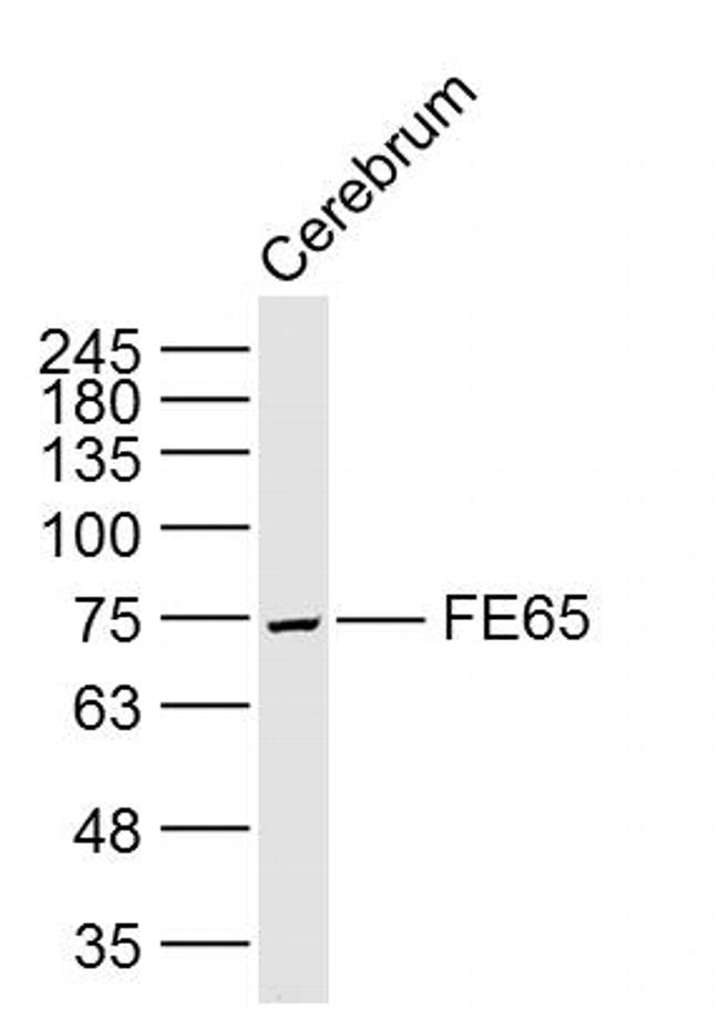 FE65 Antibody in Western Blot (WB)