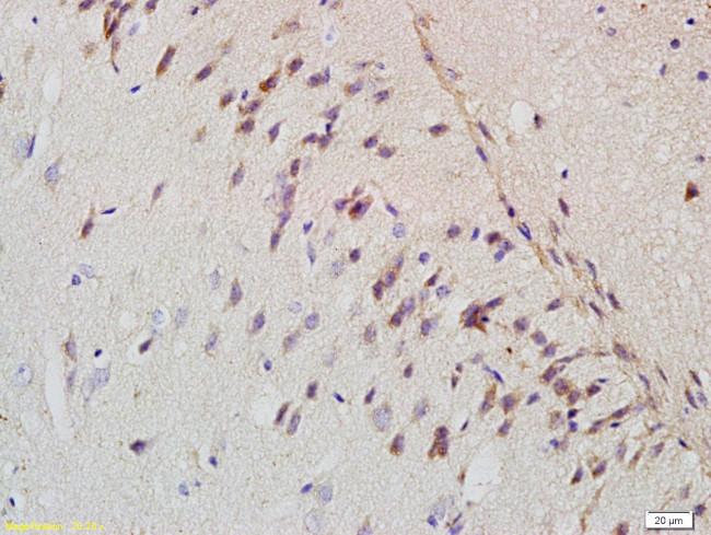 Amyloid Precursor Protein Antibody in Immunohistochemistry (Paraffin) (IHC (P))