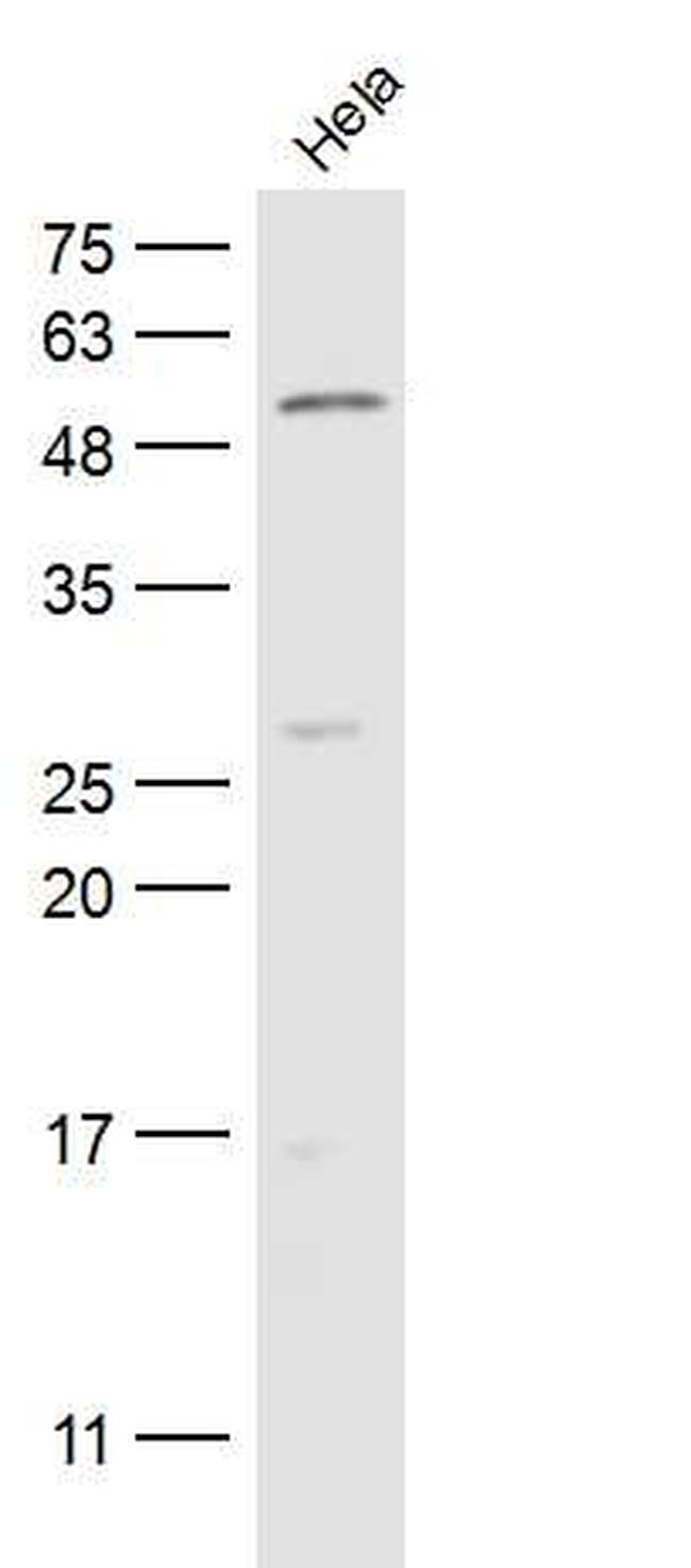 CFLAR Antibody in Western Blot (WB)