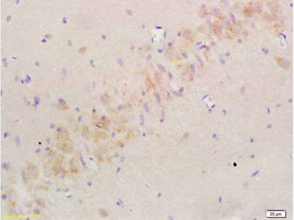 Nogo-A Antibody in Immunohistochemistry (Paraffin) (IHC (P))