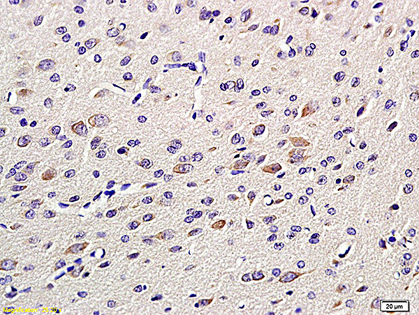 GAP43 Antibody in Immunohistochemistry (Paraffin) (IHC (P))