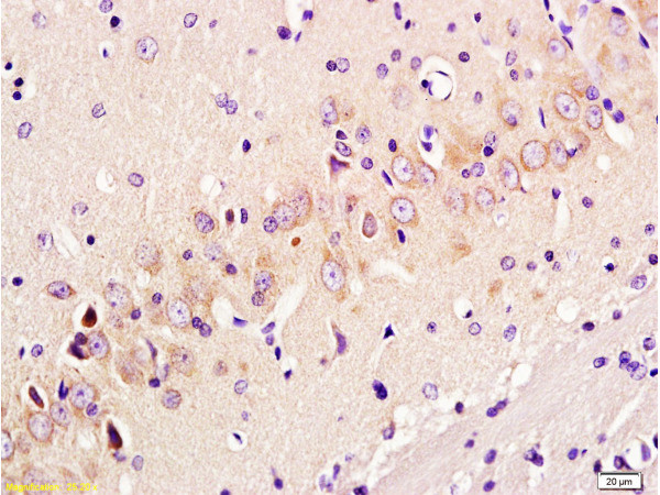 GAP43 Antibody in Immunohistochemistry (Paraffin) (IHC (P))