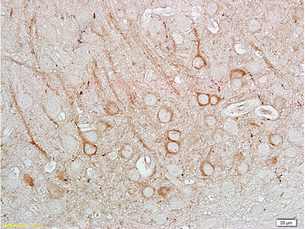 nNos Antibody in Immunohistochemistry (Paraffin) (IHC (P))