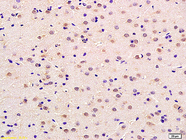 Neurotrophin 4 Antibody in Immunohistochemistry (Paraffin) (IHC (P))