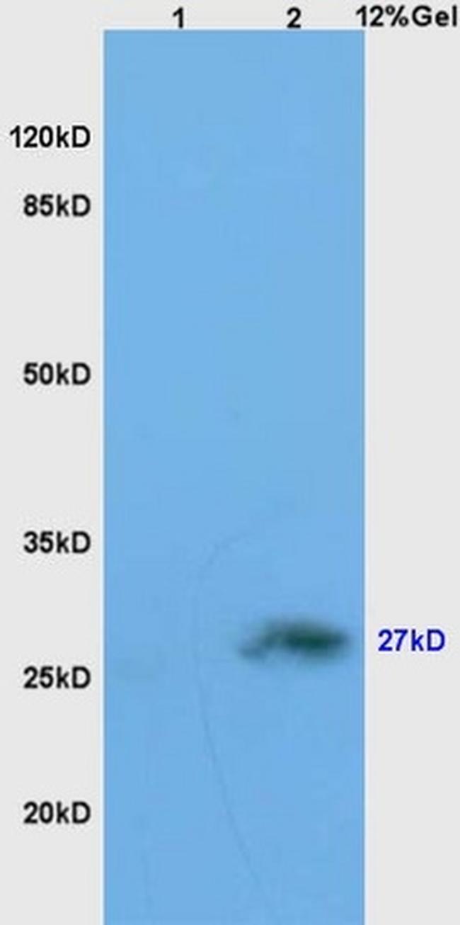 Neurotrophin 4 Antibody in Western Blot (WB)