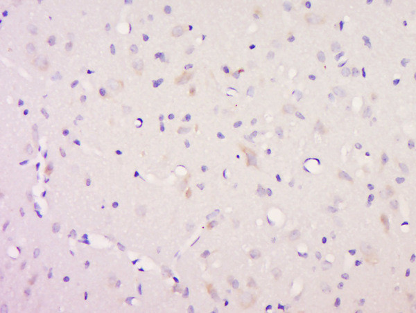 Neurotrophin 3 Antibody in Immunohistochemistry (Paraffin) (IHC (P))