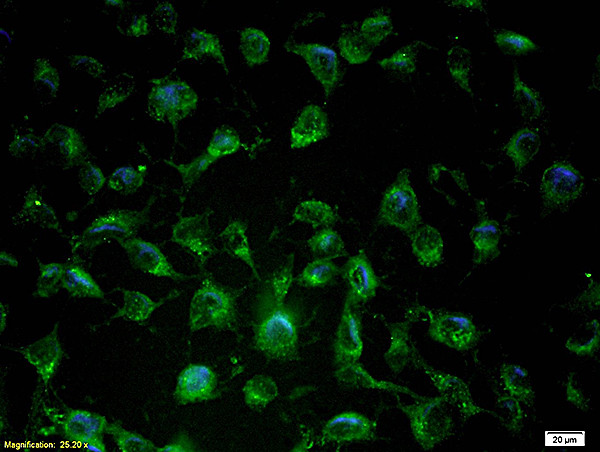 eNOS Antibody in Immunocytochemistry (ICC/IF)