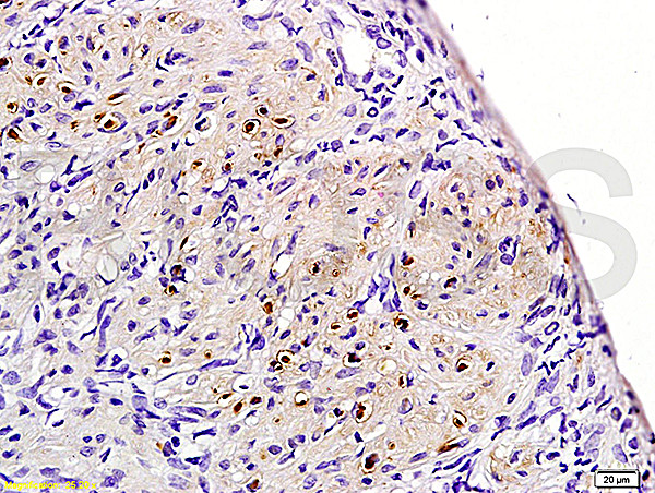 Neurokinin B receptor Antibody in Immunohistochemistry (Paraffin) (IHC (P))