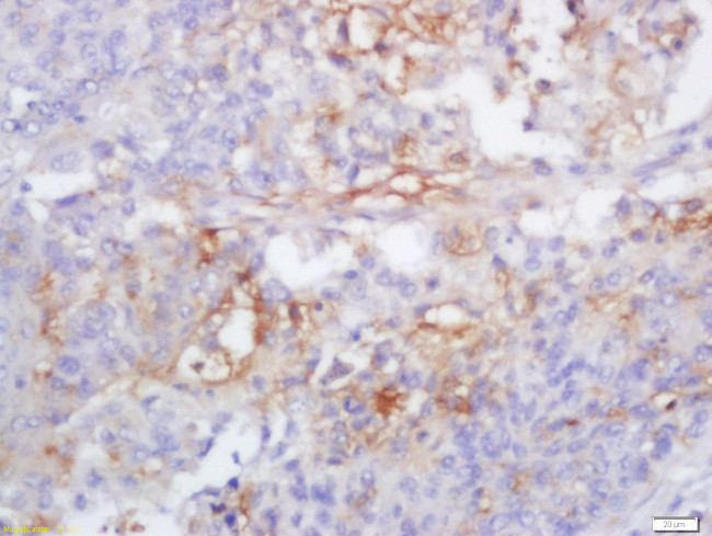 Caspase-1 P10 Antibody in Immunohistochemistry (Paraffin) (IHC (P))