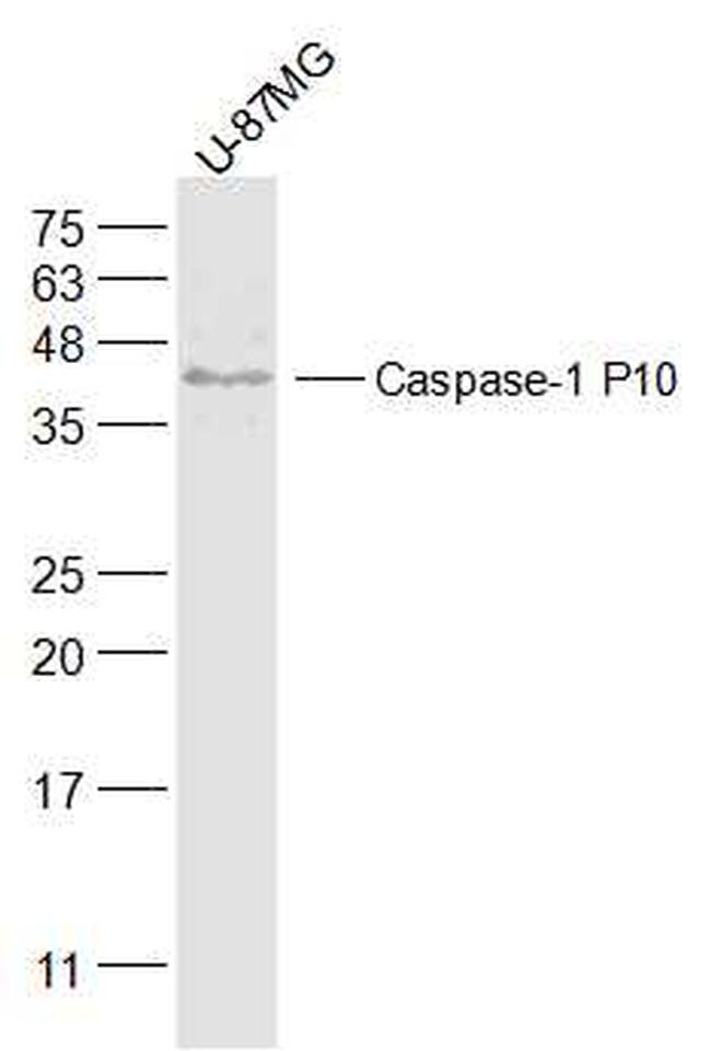 Caspase-1 P10 Antibody in Western Blot (WB)