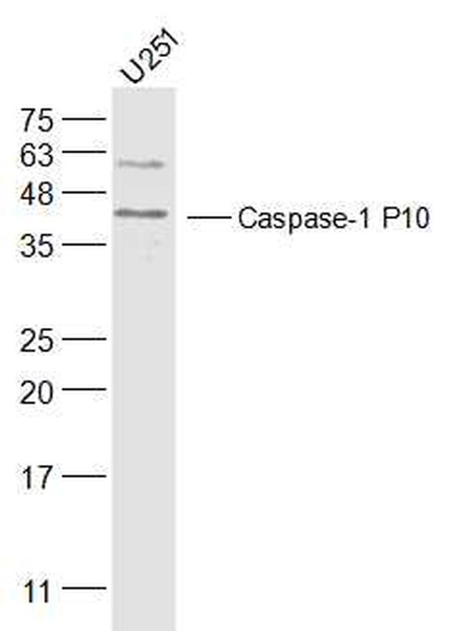 Caspase-1 P10 Antibody in Western Blot (WB)