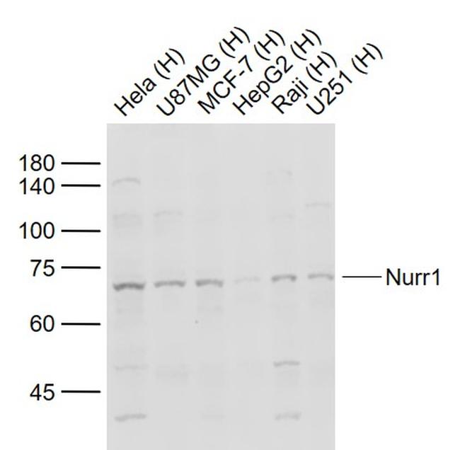 Nurr1 Antibody in Western Blot (WB)