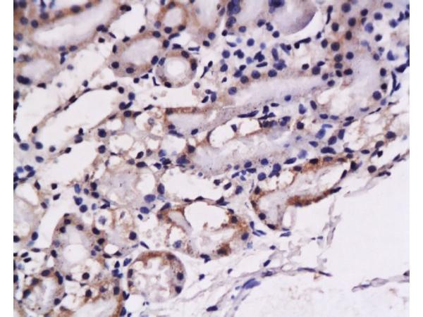 Preproendothelin 1 Antibody in Immunohistochemistry (Paraffin) (IHC (P))