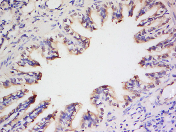 Preproendothelin 1 Antibody in Immunohistochemistry (Paraffin) (IHC (P))