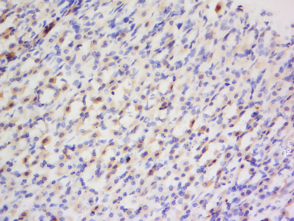 Preproendothelin 1 Antibody in Immunohistochemistry (Paraffin) (IHC (P))