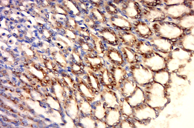 HSP60 Antibody in Immunohistochemistry (Paraffin) (IHC (P))