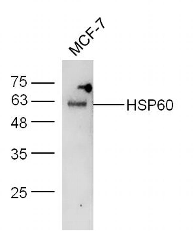 HSP60 Antibody in Western Blot (WB)